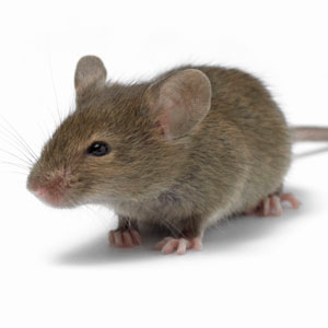Can I give my Cat a mouse?